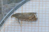 Dichrorampha