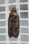 Hofmannophila pseudospretella