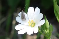 Coleophora lutarea