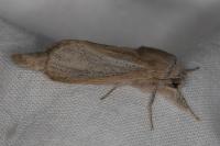 Phragmataecia castaneae