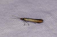 Coleophora