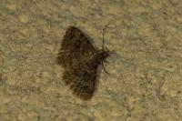Alucita hexadactyla