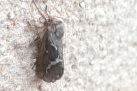 Korscheltellus lupulinus