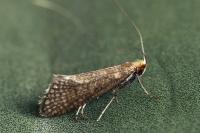 Nematopogon adansoniella
