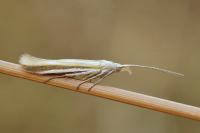 Coleophora astragalella