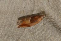 Ancylis mitterbacheriana