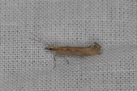 Plutella xylostella