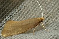 Nematopogon swammerdamella