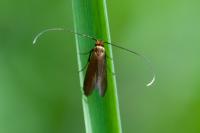 Cauchas rufimitrella