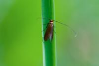 Cauchas rufimitrella
