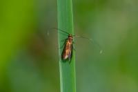 Cauchas rufimitrella