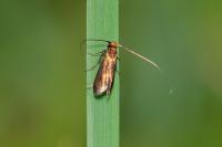 Cauchas rufimitrella
