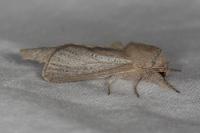 Phragmataecia castaneae