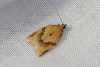 Clepsis consimilana