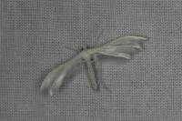 Pterophorus pentadactylus