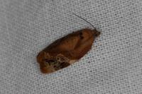Ditula angustiorana