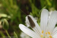Coleophora lutarea