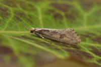 Eriocottis paradoxella
