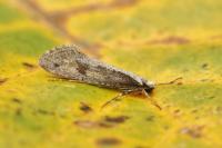 Eriocottis paradoxella