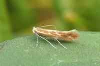 Phyllonorycter corylifoliella