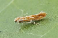 Phyllonorycter corylifoliella