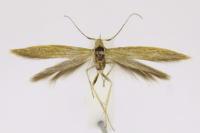 Coleophora sternipennella