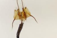 Coleophora sternipennella