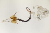 Coleophora sternipennella