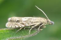 Dichrorampha plumbagana