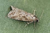 Cnephasia cupressivorana
