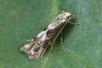 Blastodacna hellerella