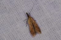 Dichomeris acuminata