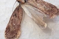 Depressaria albipunctella
