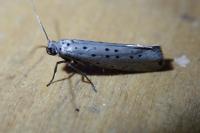 Yponomeuta sedella