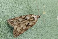 Cnephasia cupressivorana