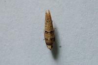 Pseudococcyx tessulatana