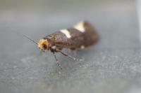 Incurvaria masculella