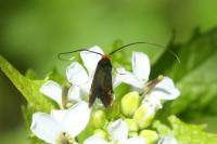 Cauchas rufimitrella