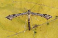 Platyptilia isodactyla