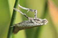 Aspilapteryx tringipennella