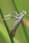 Aspilapteryx tringipennella