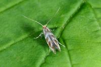 Cameraria ohridella