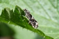 Epinotia immundana