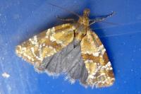 Aethes hartmanniana