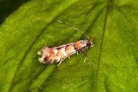 Phyllonorycter klemannella
