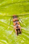 Phyllonorycter klemannella