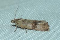 Celypha striana
