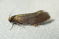 Incurvaria koerneriella