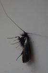Adela reaumurella