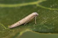 Epidola barcinonella